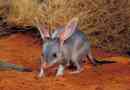 Bandicut rabbit: a legszokatlanabb állat fotója